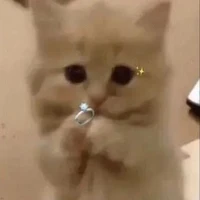 t/g