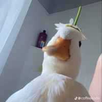 zịt 🦆