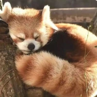 Hệ Thống.(Gấu Mèo Đỏ)