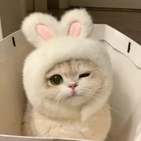 mèo Nicky