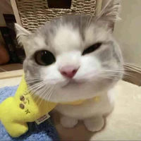 mèo