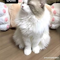 nhỏ t/g