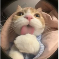 tác giả mèo cam