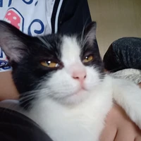 skibidi meow