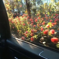 NVP