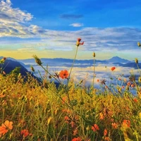 Tác giả 😊🌸