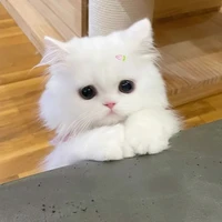 con tác giả nek:))