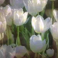 Hoa lily