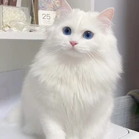 Trung Thật phiên bản mèo