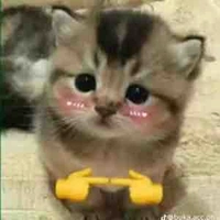 “Chuỵ “ Quý ( thực tế là nam):)