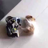  Anh (xu) | con bn thân |