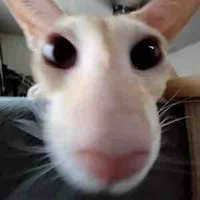 T/g siêu cấp lười