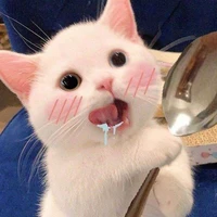 Mèo nhỏ dưới ánh mặt trời