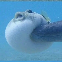 human tạm thời bị dấu mặt