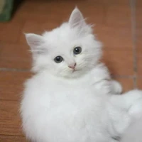 mèo méo