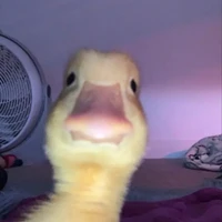 cả lớp 12a2