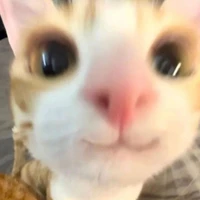 t/g