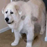 ----