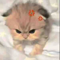 T/g cute phô mai que