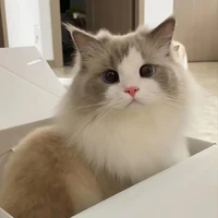 mèo tuyết nâu