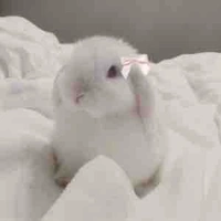 Tác giả 🎀