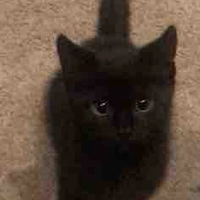 Tiểu cá {meow}