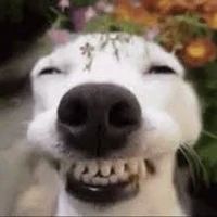 Tác giả bị khùng