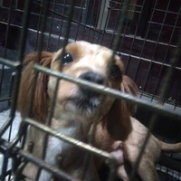 tác giả cute