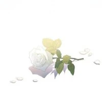 Cân tất cả nhân vật (nữ / nam)