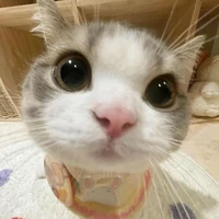 bống