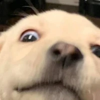 nvp