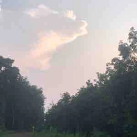 Đàn em ả trà xanh