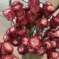 Chem Chép vị sibidi