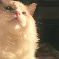 tiểu ngáo🐱