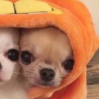 cn tg lười biếnggg