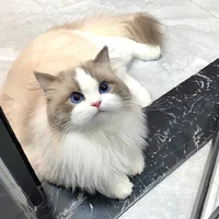 Nani [ hệ thống ]