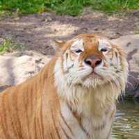 toi