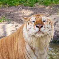 toi