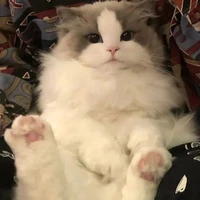 Miko