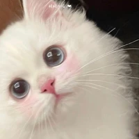 Tg