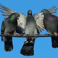 bồ câu đưa thư 