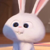 thỏ con