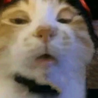 Mèo Con