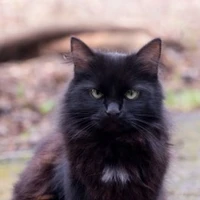 Mèo