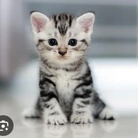 Mèo