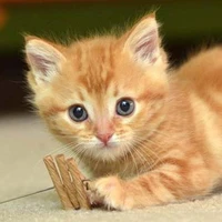 Mèo