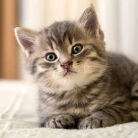 Mèo