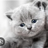 Mèo