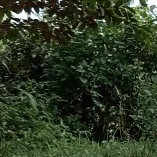 Nhân vật ẩn