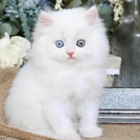 Bé Tuyết <mèo của Ayami>